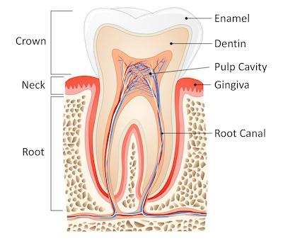 An illustration of a Root Canals in Royal Oak, MI