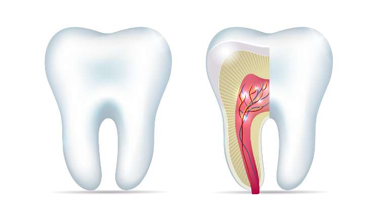 An illustration of tooth canal in Royal Oak, MI